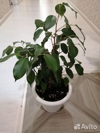 Бенджамина