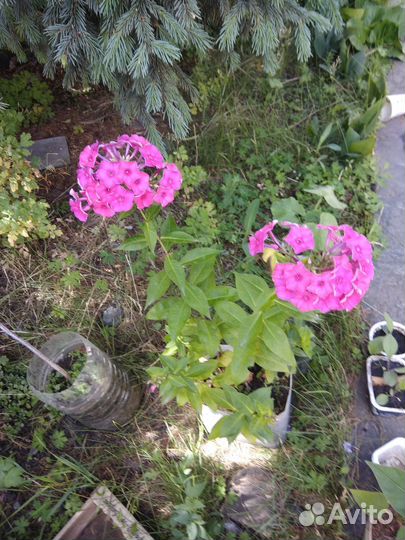 Клематис тангутский