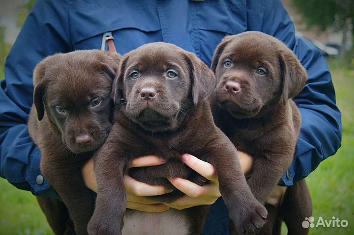 Щенки лабрадора