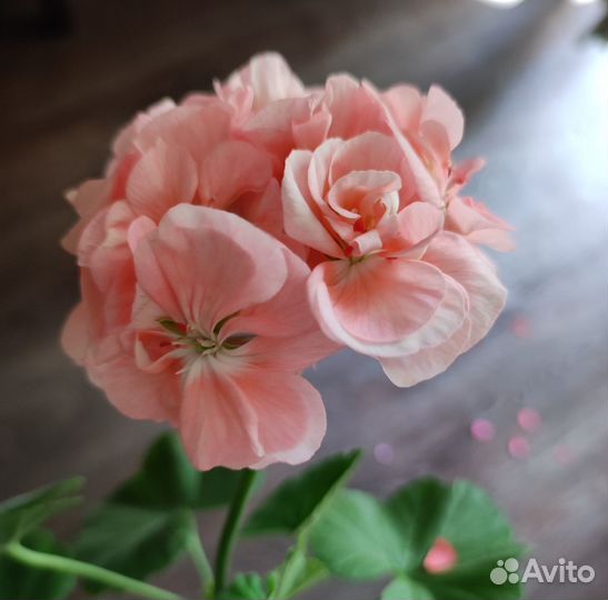 Пеларгония зональная. Разные оттенки в одном кашпо