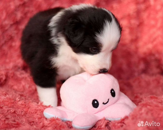 Австралийская овчарка аусси вязка