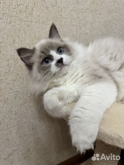 Котенок породы ragdoll