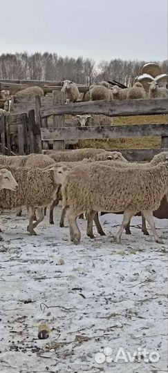Овцы бараны