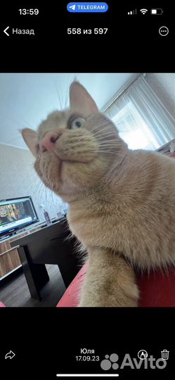 Кошка в дар бесплатно