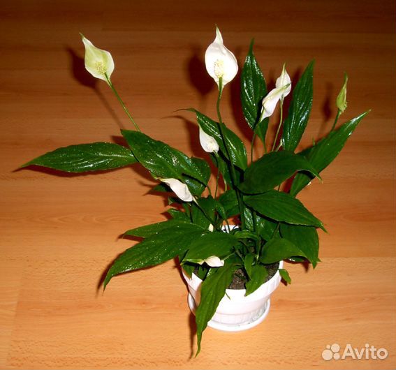 Красивые неприхотливые комнатные растения