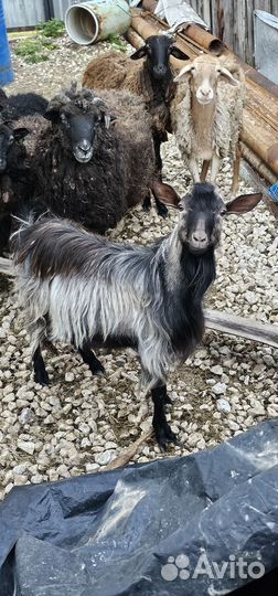 Козел альпийский