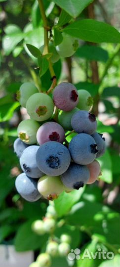 Голубика саженцы