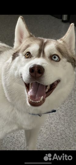 Сибирский хаски