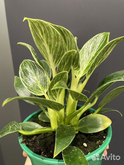 Филодендрон биркин (зебра)