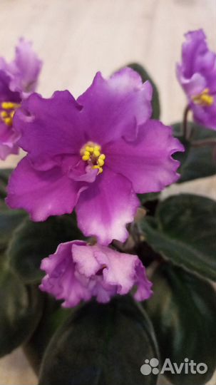 Сортовые фиалки