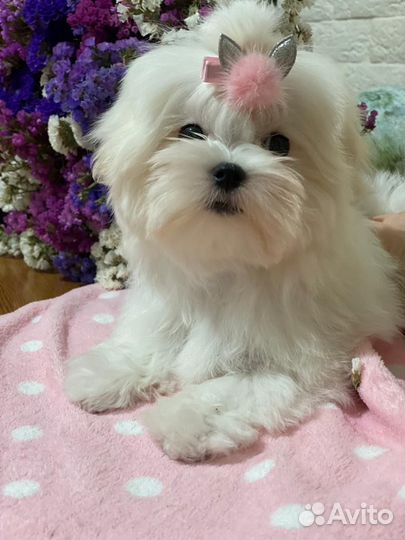 Мальтезе щенок