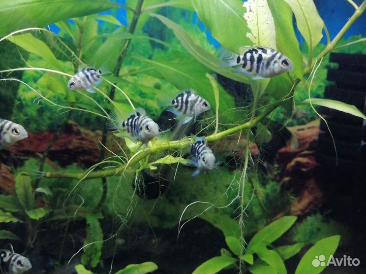 Аквариумные рыбки сапфировый попугай