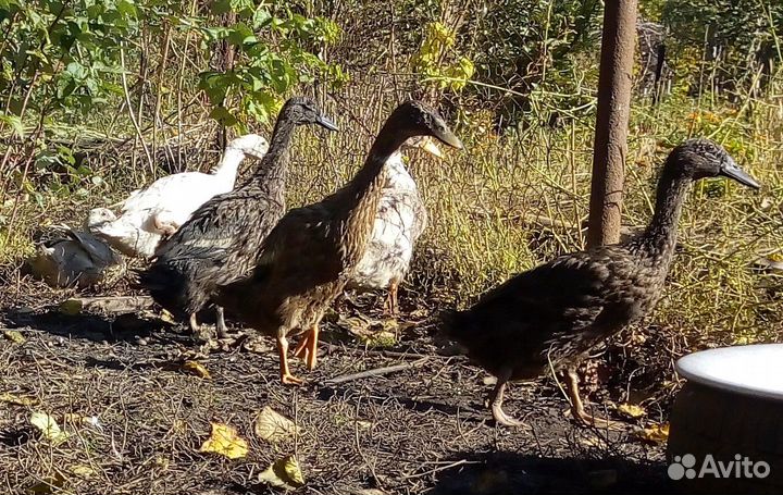 Утки Индийский бегунок, утята