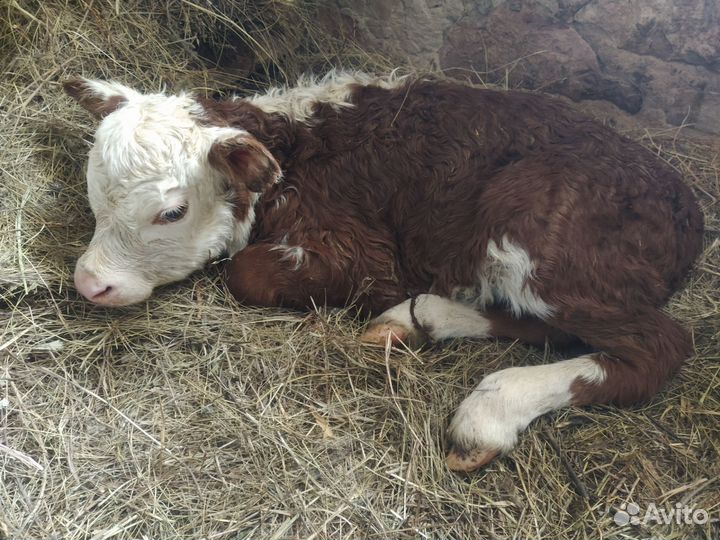 Телёнок (тёлочка)