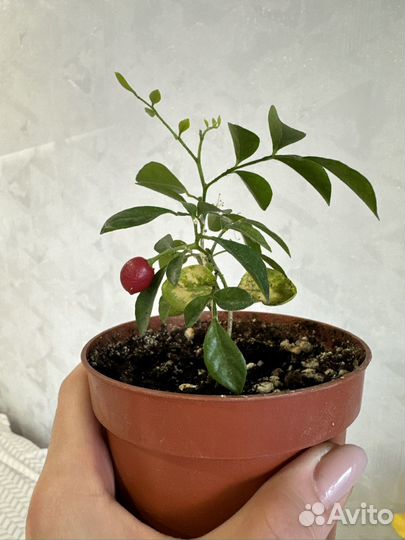 Комнатные цветы