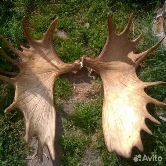 Рога лося, чага