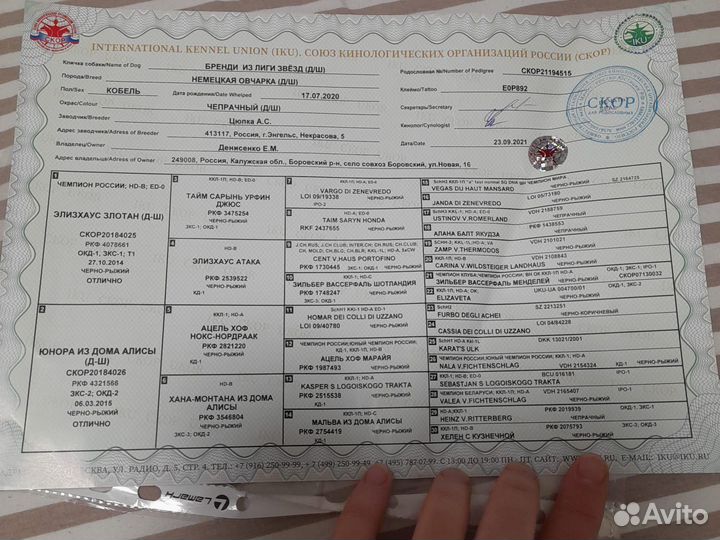 Немецкая овчарка