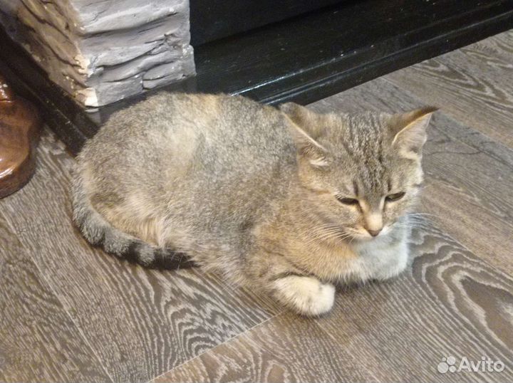 Кошка