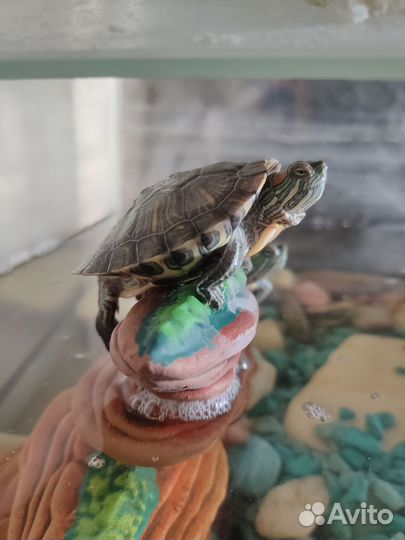 Аквариум для красноухих черепах