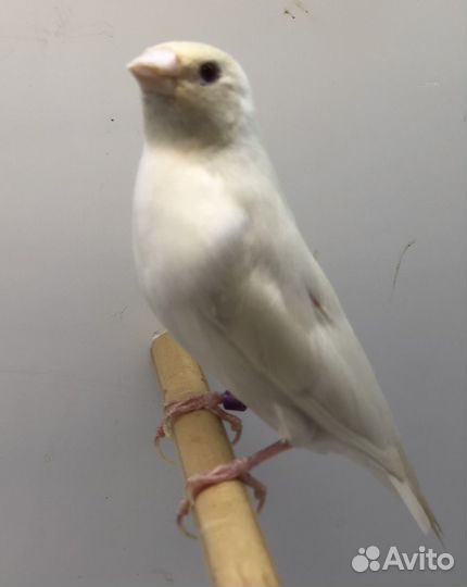 Амадина гульда