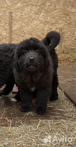 Собака монгольский банхар