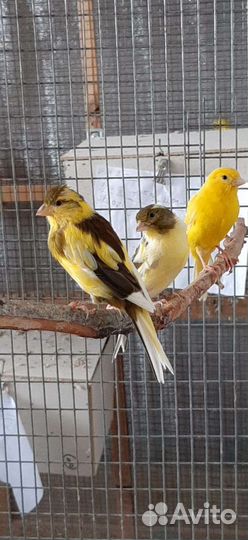 Волнистый попугай и канарейки