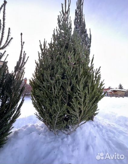 Ель живая в розницу