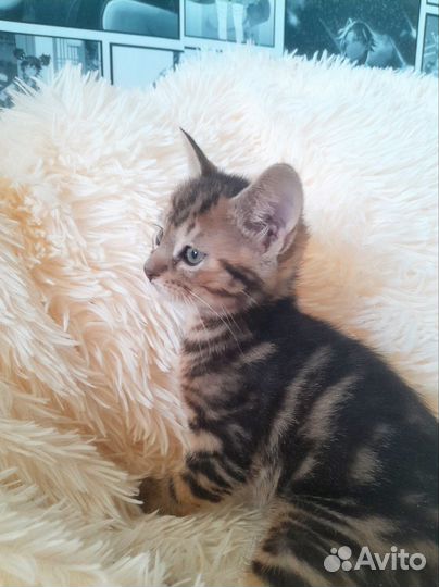 Котенок метис. Девочка 2 месяца