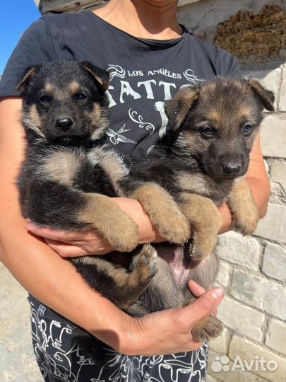 Немецкая овчарка