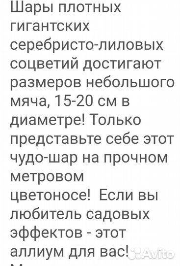 Декоративный лук алиум семена