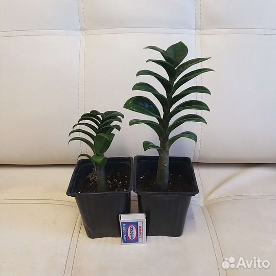 Замиокулькас жук