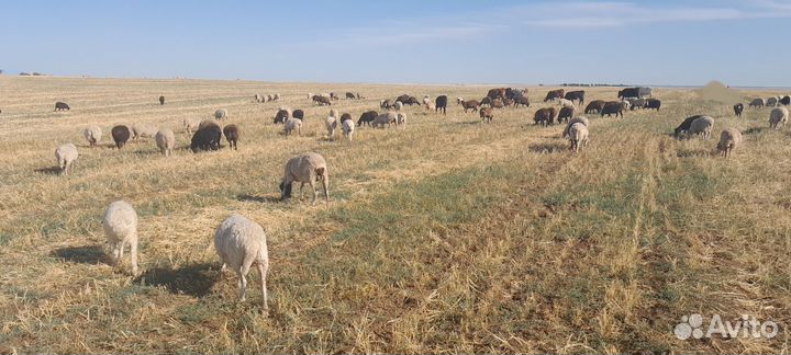 Овцы бараны матки ягнята