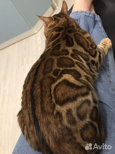 Бенгальский кот вязка