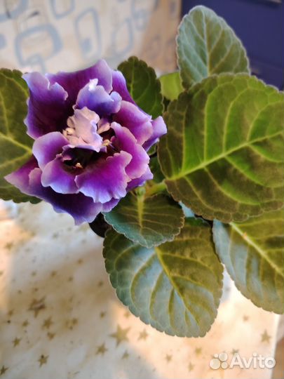 Глоксиния махроввя