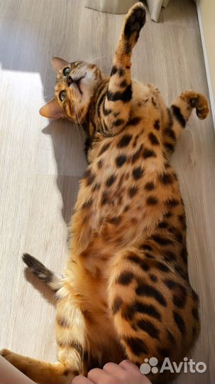 Бенгальский кот