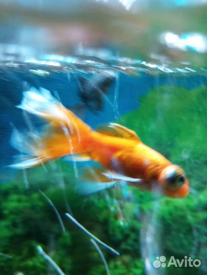 Телескоп, длина с хвостом 9 см