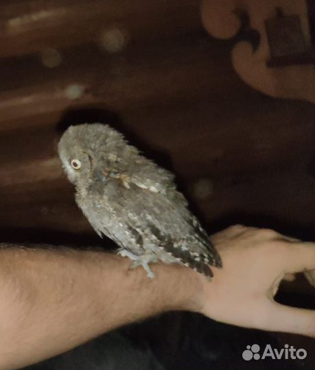 Карликовая пчичка с большими глазками