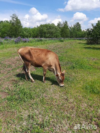 Джерсийскую нетель