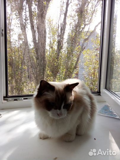 Кошка в дар