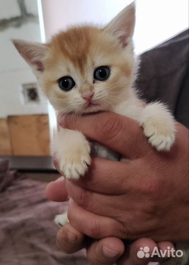 Британские котята