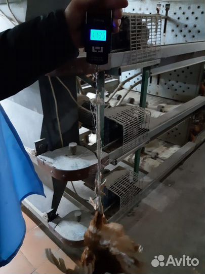 Куры Несушки