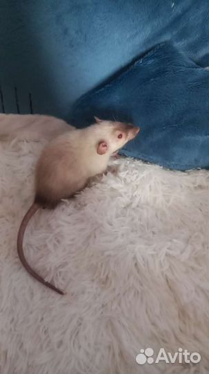 Декоративная крыса