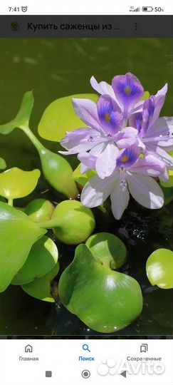 Водный гиацинт, эйхорния