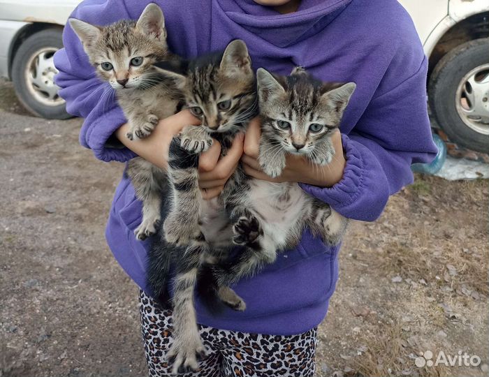 Бенгальские котята