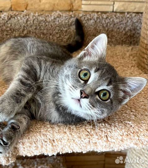 Мальчик в добрые руки