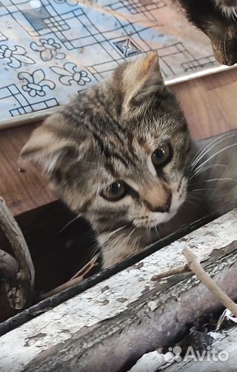 Пушистик хочет стать домашним