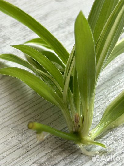 Хлорофитум