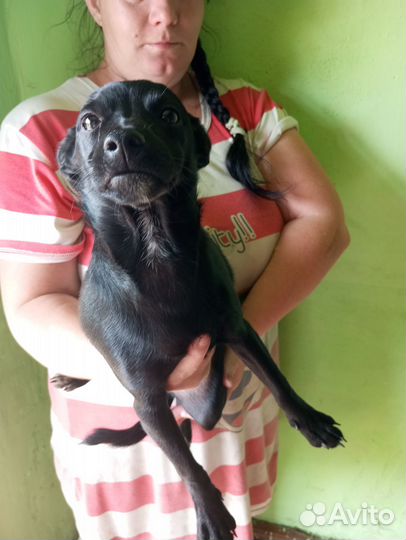 Продам сучку мелкой породы.Не дворняга