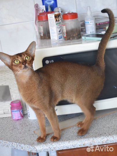 Молодая кошка