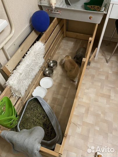Отдам кроликов